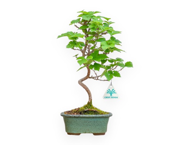 Morus - Mulberry - 35 cm