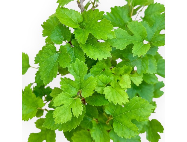 Morus - Mulberry - 35 cm 2
