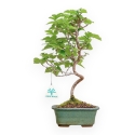 Morus - Gelso - 35 cm