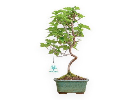 Morus - Gelso - 35 cm