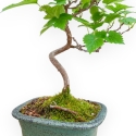 Morus - Gelso - 35 cm