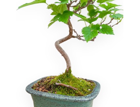 Morus - Mûrier - 35 cm