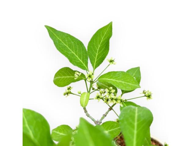 Evonimus Sielbodianus - Spindle - 31 cm 2