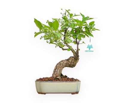 Evonimus Sielbodianus - Spindle - 31 cm