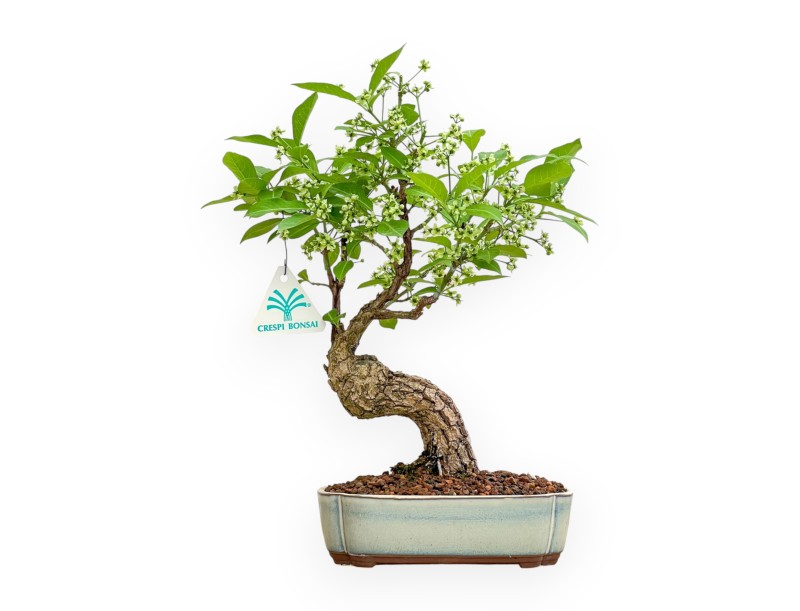 Evonimus Sielbodianus - Spindle - 31 cm