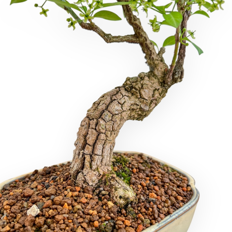 Evonimus Sielbodianus - Spindle - 31 cm