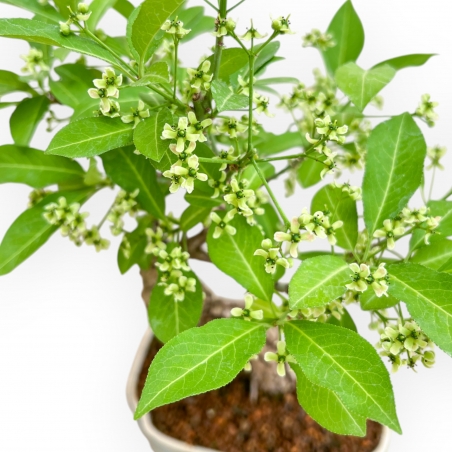 Evonimus Sielbodianus - Spindle - 31 cm