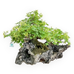 Acer Buergerianum - Acero - 49 cm