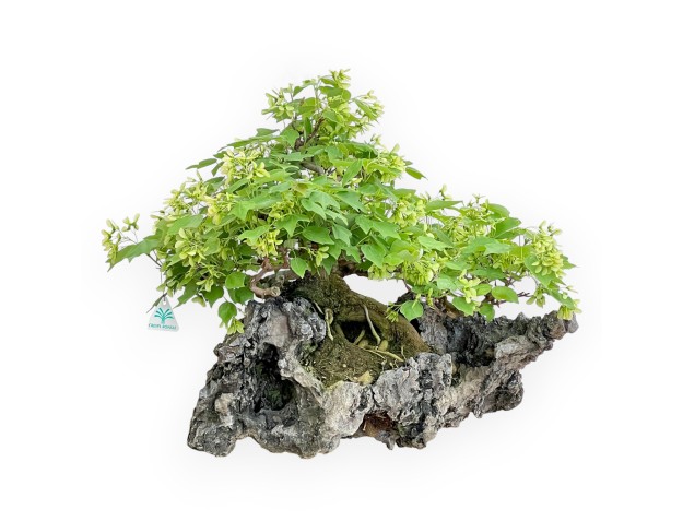 Acer Buergerianum - Ahorne - 49 cm