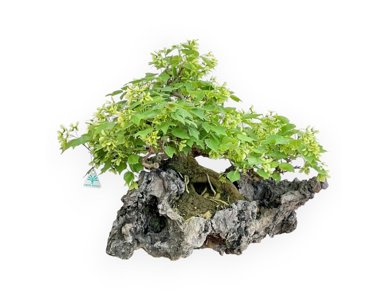 Acer Buergerianum - Arce - 49 cm