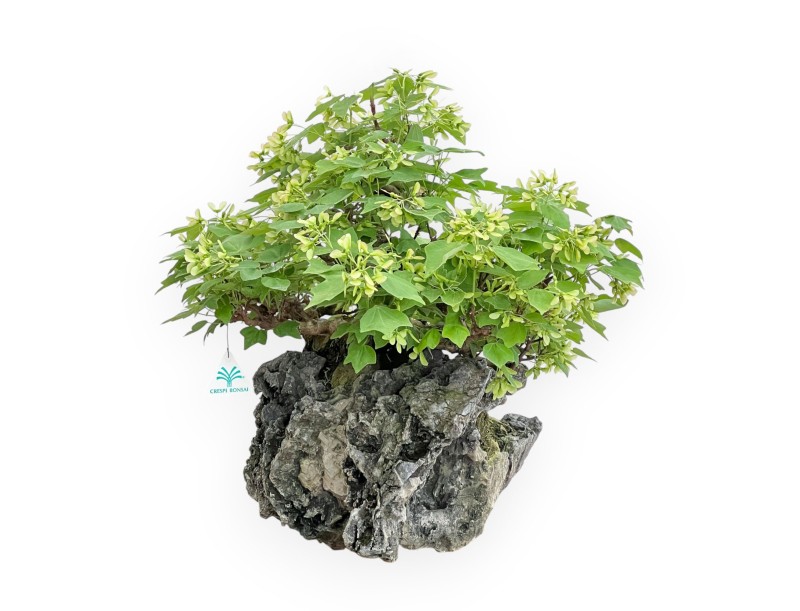 Acer Buergerianum - Ahorne - 49 cm