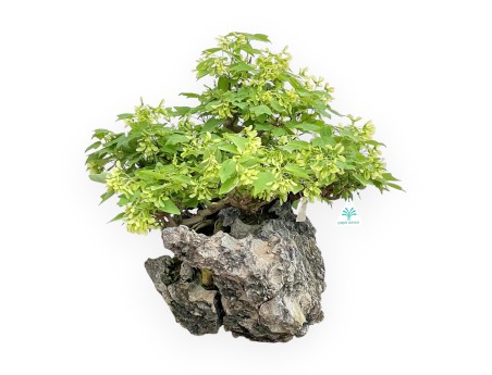 Acer Buergerianum - Érable - 49 cm