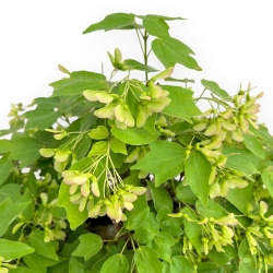 Acer Buergerianum - Acero - 49 cm