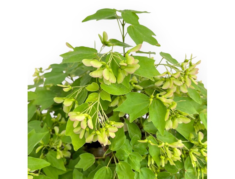 Acer Buergerianum - Ahorne - 49 cm