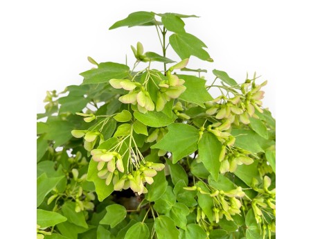 Acer Buergerianum - Acero - 49 cm