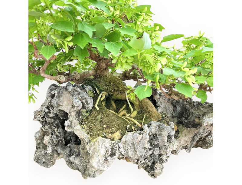 Acer Buergerianum - Arce - 49 cm