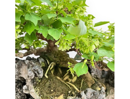 Acer Buergerianum - Acero - 49 cm