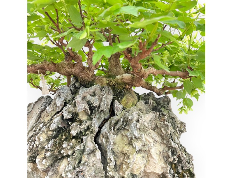 Acer Buergerianum - Esdoorn - 49 cm