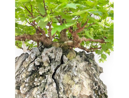 Acer Buergerianum - Acero - 49 cm