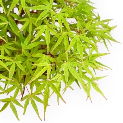 Acer Palmatum - Maple - 24 cm