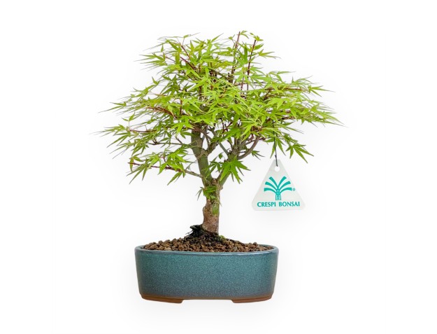 Acer Palmatum - Arce - 24 cm
