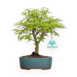 Acer Palmatum - Maple - 24 cm