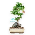 Acer Palmatum Shishigashira - Acero - 24 cm