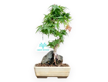 Acer Palmatum Shishigashira - Maple - 24 cm