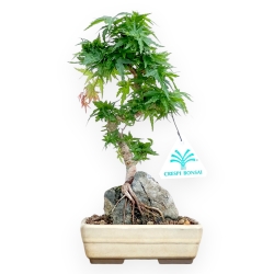 Acer Palmatum Shishigashira - Acero - 24 cm