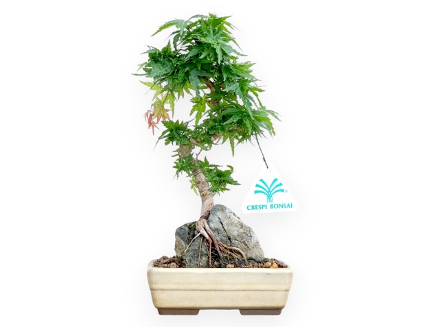 Acer Palmatum Shishigashira - Arce - 24 cm