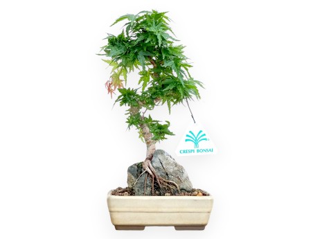 Acer Palmatum Shishigashira - Maple - 24 cm
