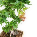 Acer Palmatum Shishigashira - Acero - 24 cm