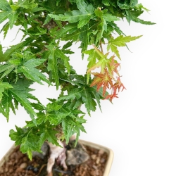 Acer Palmatum Shishigashira - Acero - 24 cm