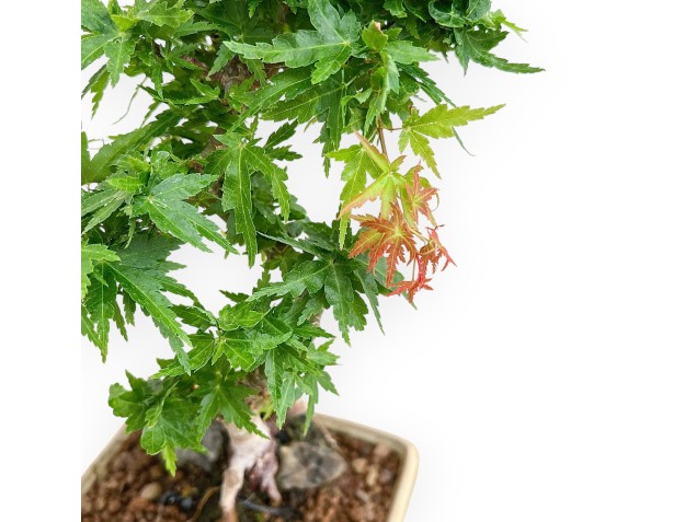 Acer Palmatum Shishigashira - Ahorne - 24 cm 2