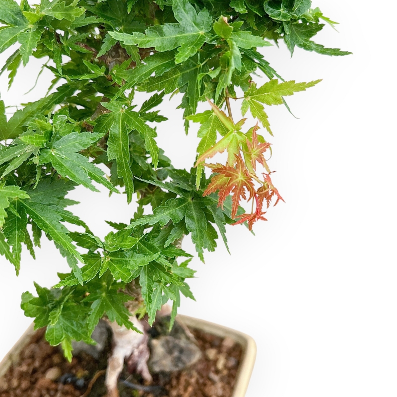 Acer Palmatum Shishigashira - Acero - 24 cm