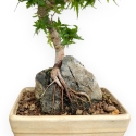 Acer Palmatum Shishigashira - Acero - 24 cm