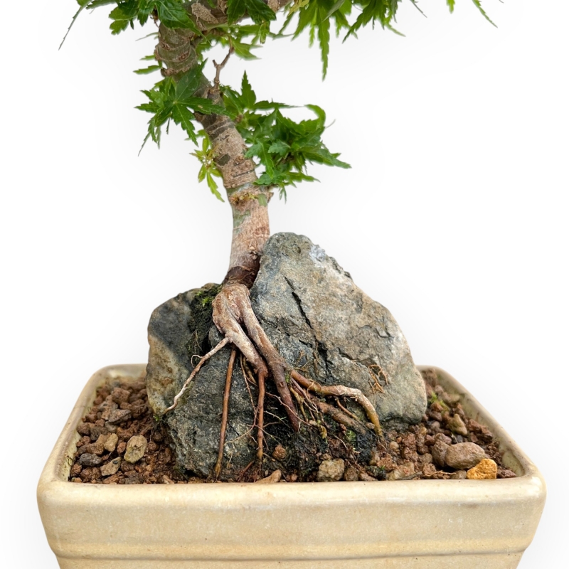 Acer Palmatum Shishigashira - Acero - 24 cm