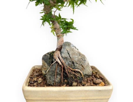 Acer Palmatum Shishigashira - Acero - 24 cm