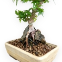 Acer Palmatum Shishigashira - Acero - 24 cm
