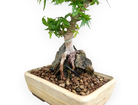 Acer Palmatum Shishigashira - Acero - 24 cm