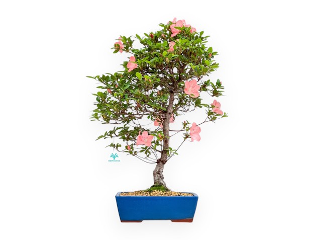 Rhododendron Indicum Wakaebisu - Azalée - 65 cm
