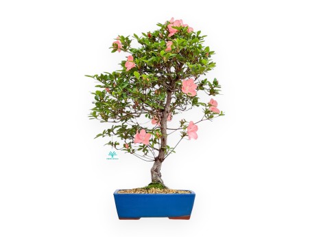 Rhododendron Indicum Wakaebisu - Azalea - 65 cm