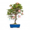 Rhododendron Indicum Wakaebisu - Azalea - 65 cm