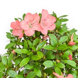 Rhododendron Indicum Wakaebisu - Azalea - 65 cm