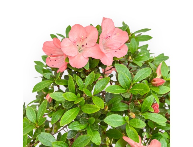 Rhododendron Indicum Wakaebisu - Azalée - 65 cm 2