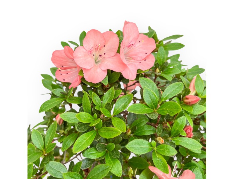 Rhododendron Indicum Wakaebisu - Azalea - 65 cm