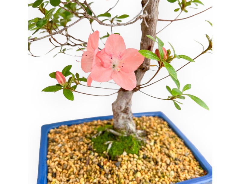 Rhododendron Indicum Wakaebisu - Azalée - 65 cm