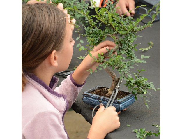 Corso bonsai per bambini/ragazzi