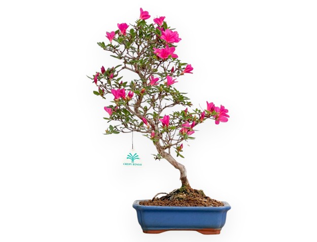 Rhododendron Indicum Hoshi No Kagayaki - Azalée - 47 cm