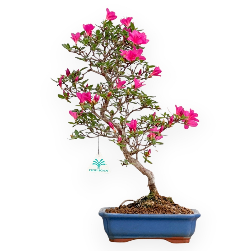 Rhododendron Indicum Hoshi No Kagayaki - Azalea - 47 cm